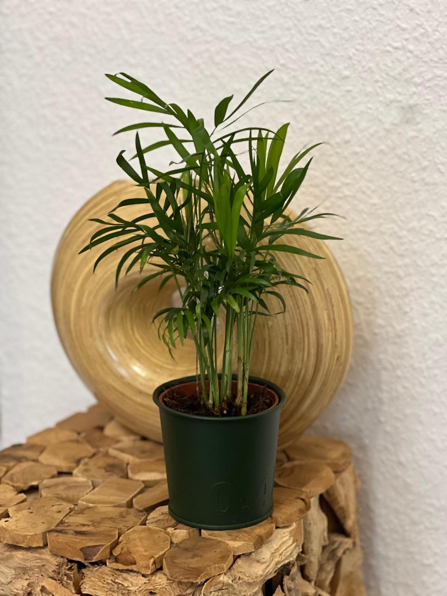 Séjour chez l'habitant Sahara Hosting 3 Nuremberg